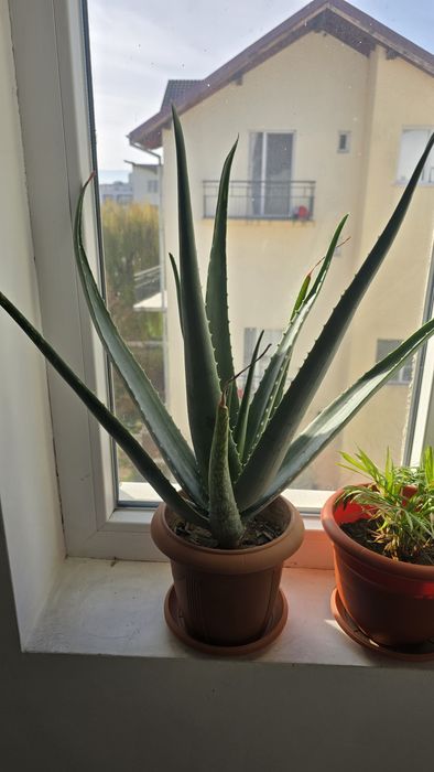 Aloe vera ghiveci