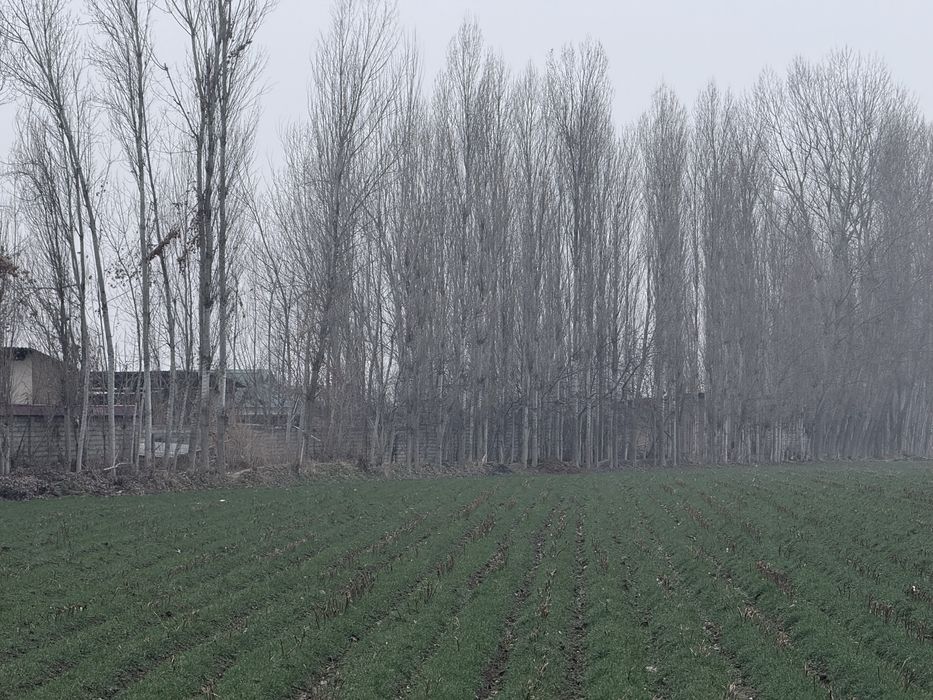 Терак сотилади | Terak sotiladi срочный