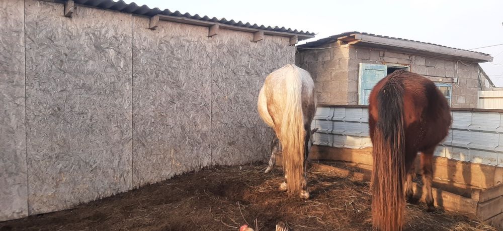 Продам кобылу Орловской породы