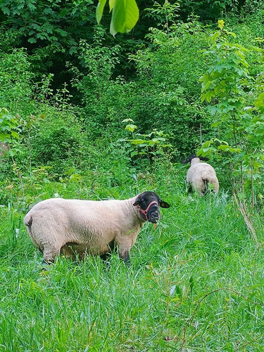 Suffolk berbec oi suffolk