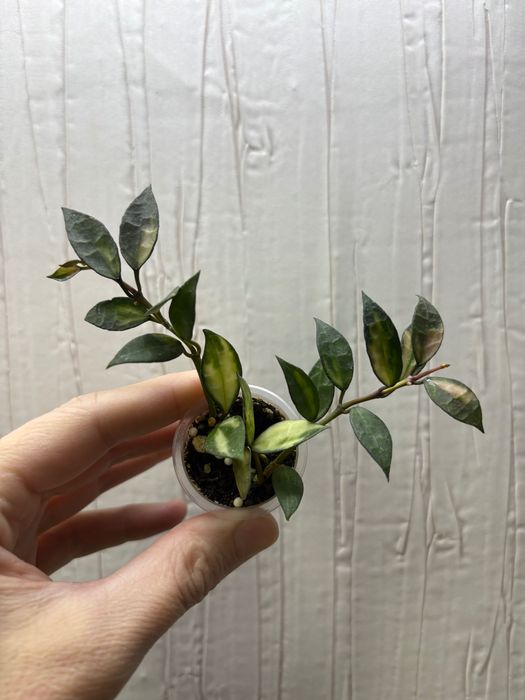 Хойи,  излишки,  разные сорта