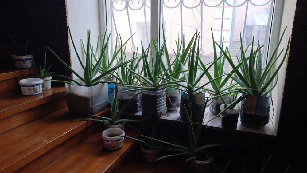 Алоэ вера Лечебное многолетнее