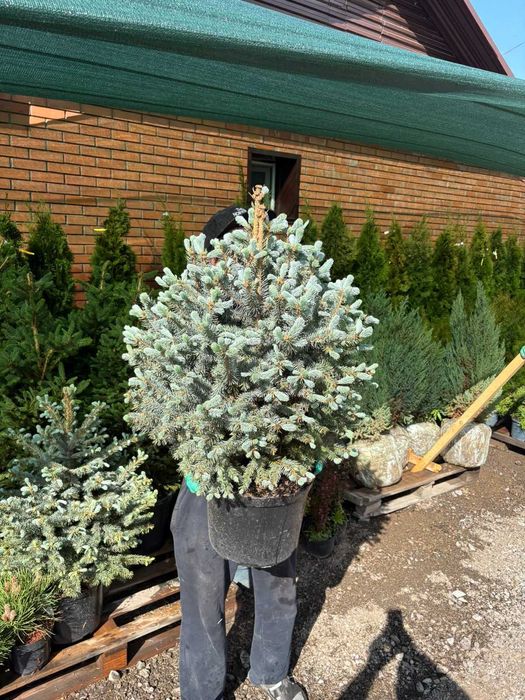 Газон Озеленение и благоустройство Саженцы