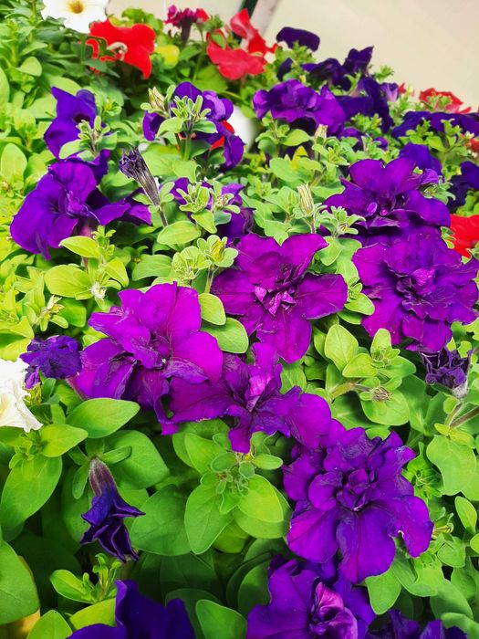 Петуния,подвесное кашпо