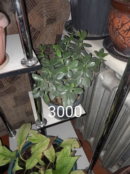 Цветы офисные за недорого