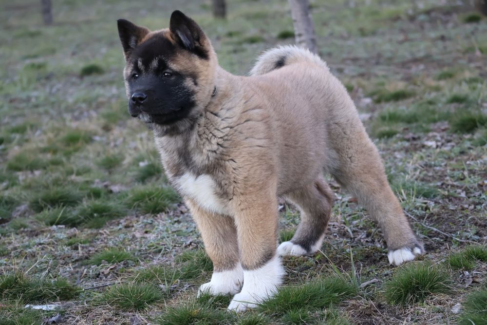 Femela akita american