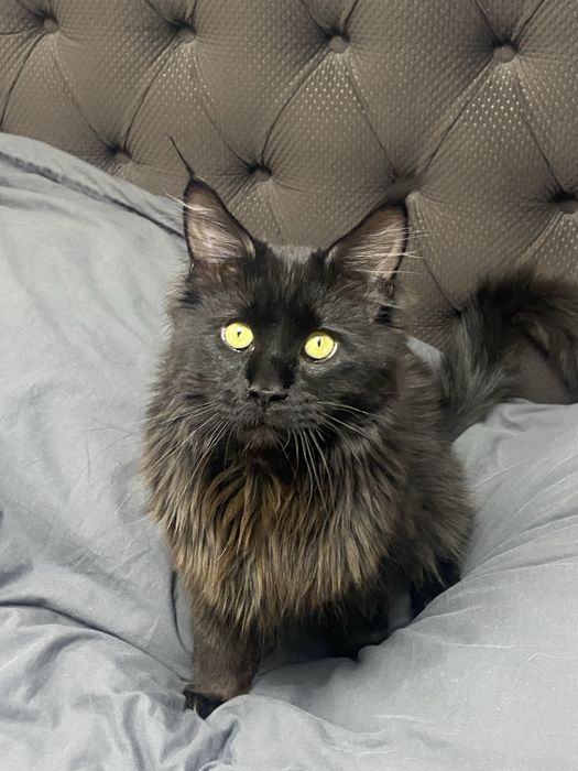 Мейн-Кун ищет красивую невесту к себе домой!