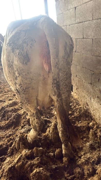 Коровы, КРС, телки