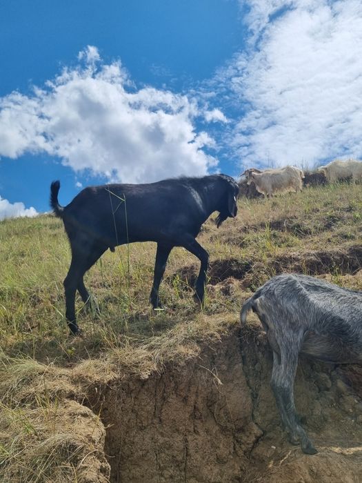 Unul din 2 tapi de vanzare