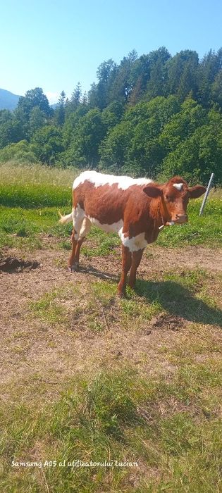 Vând juncă balțată românească trecută de un an