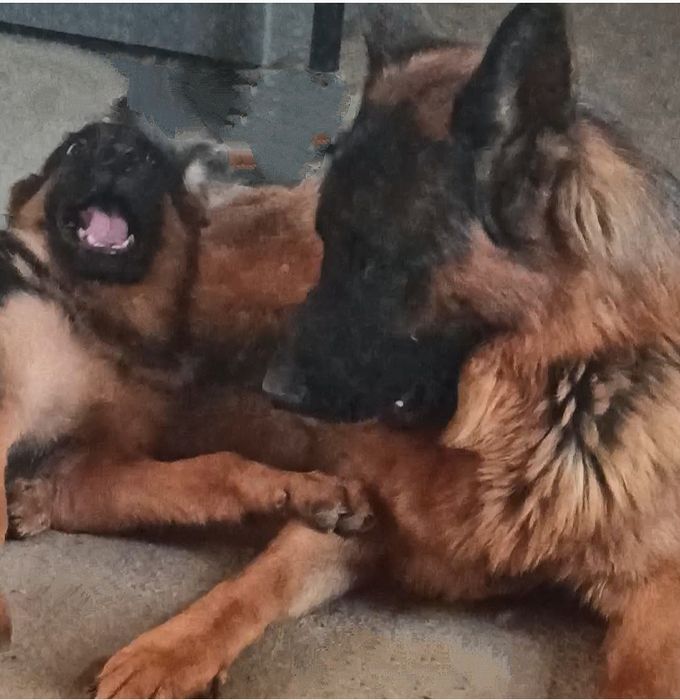 Щенок немецкой овчарки