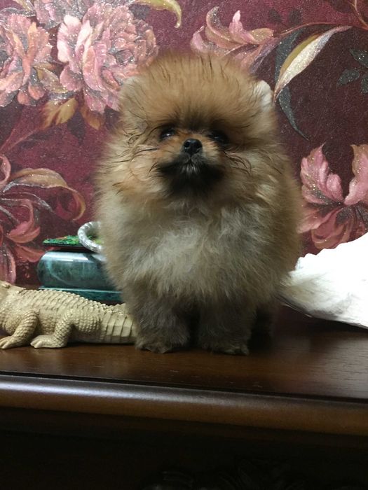 щенки шпицы разного окраса