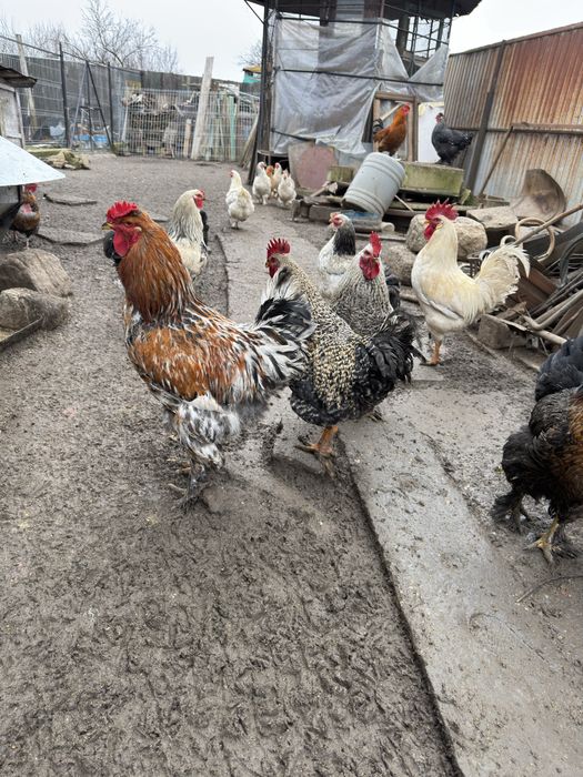 Cocosi din Iunie 2025