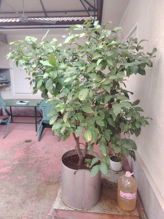 Лимоново  дръвче