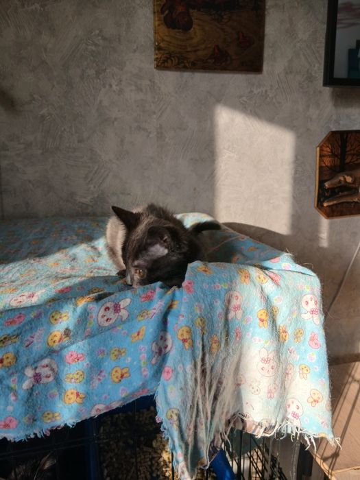 Веселый мальчуган дарю