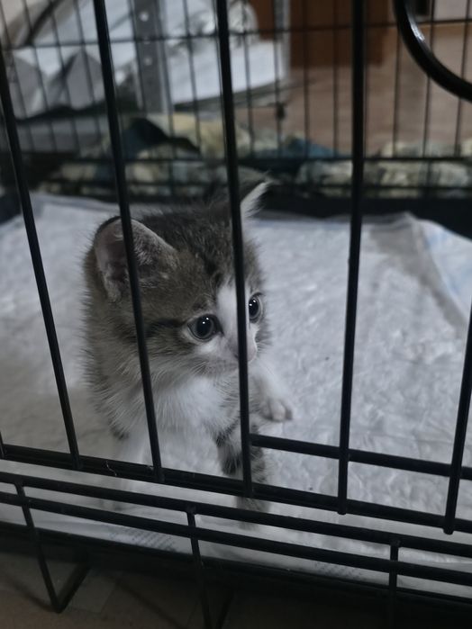 Отдам в добрые руки котят