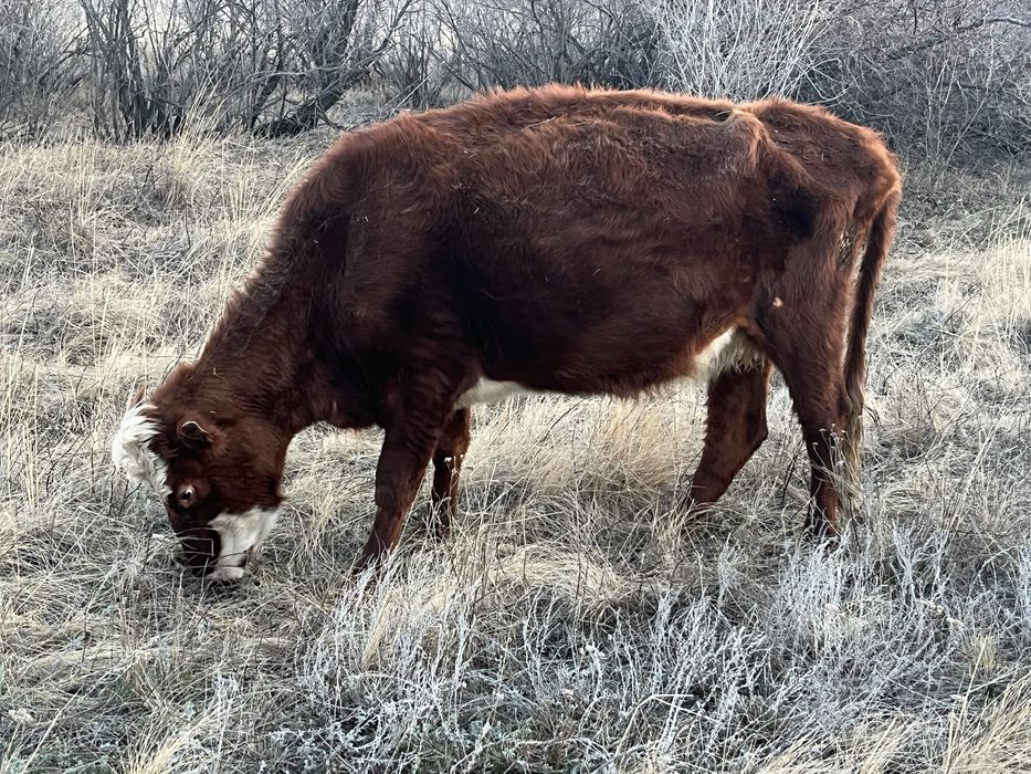 Буаз сиыр сатылады