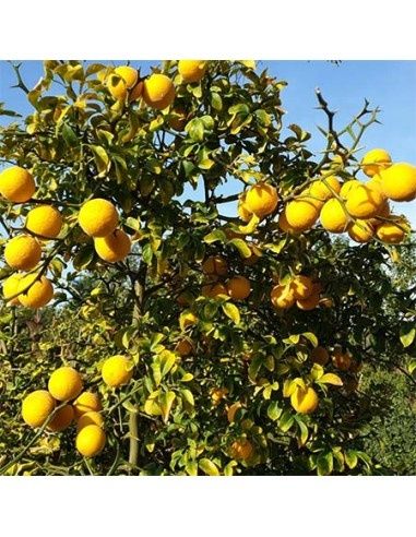 Lamai De Gradina Trifoliat