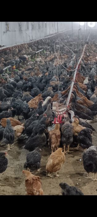 vand pui albi si colarti de rasa mixta,vand si en gross