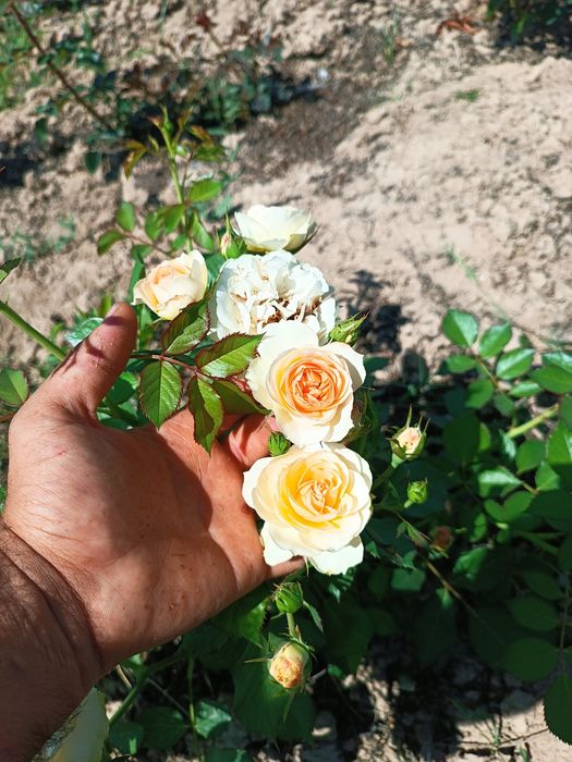 Atirgul ko'chatllariga zakaz olamiz