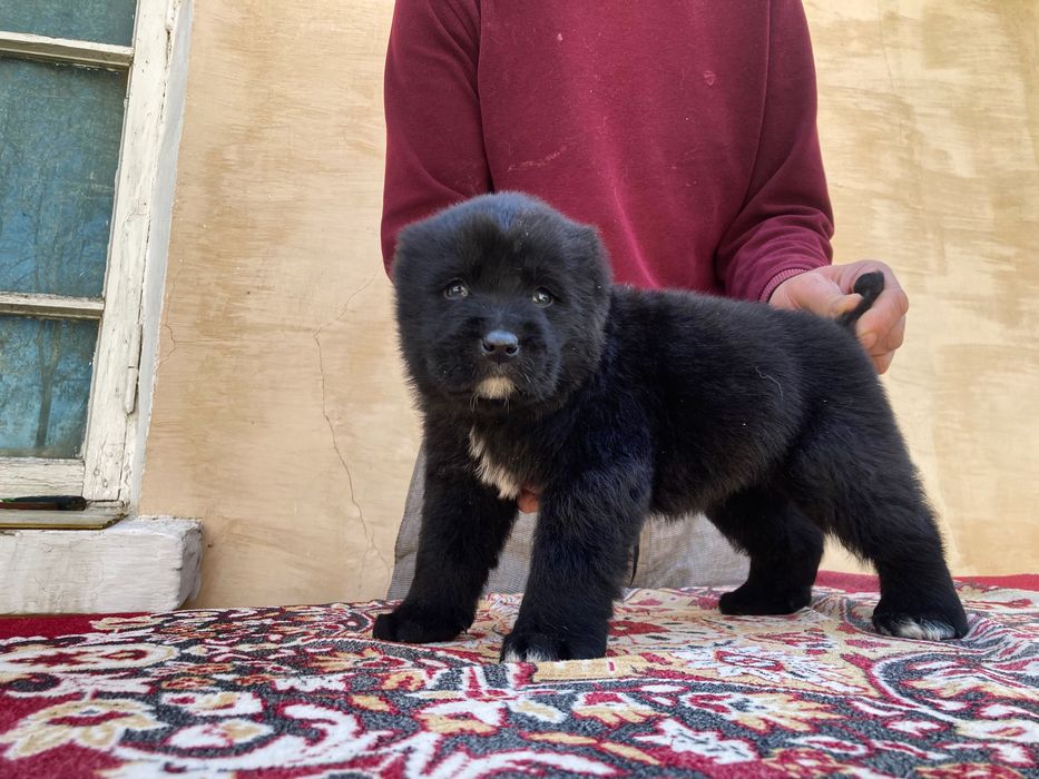 Щенок ( туркменского Алабая ) чистокровный