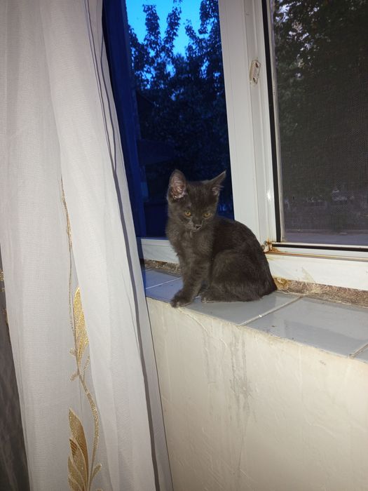 Продаю котят 2 с половиной месяца