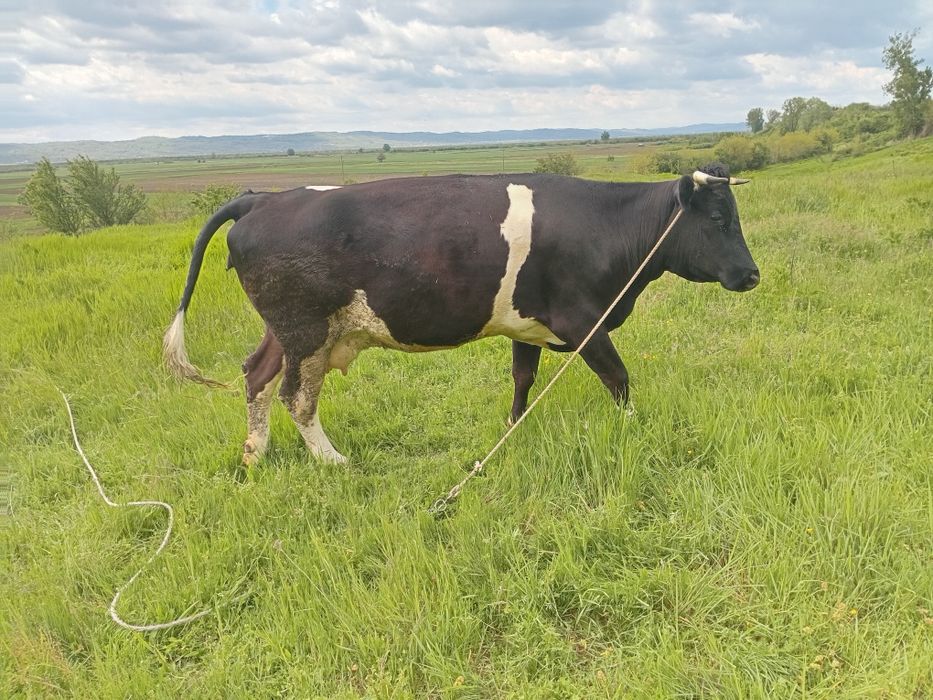 Vand sau schimb  vaca