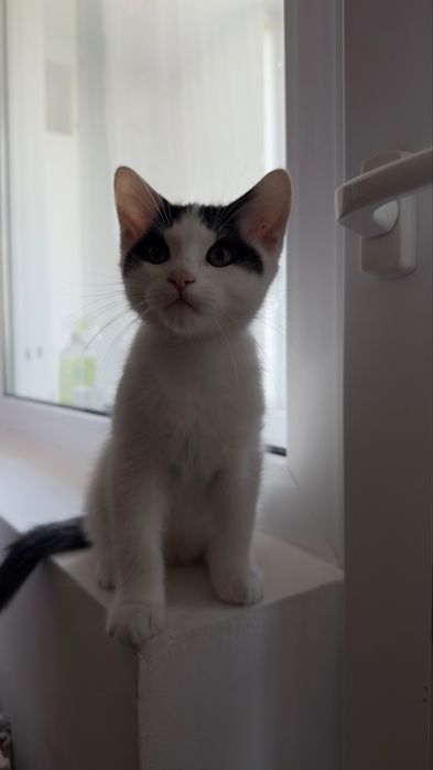 Pui de pisica spre adoptie