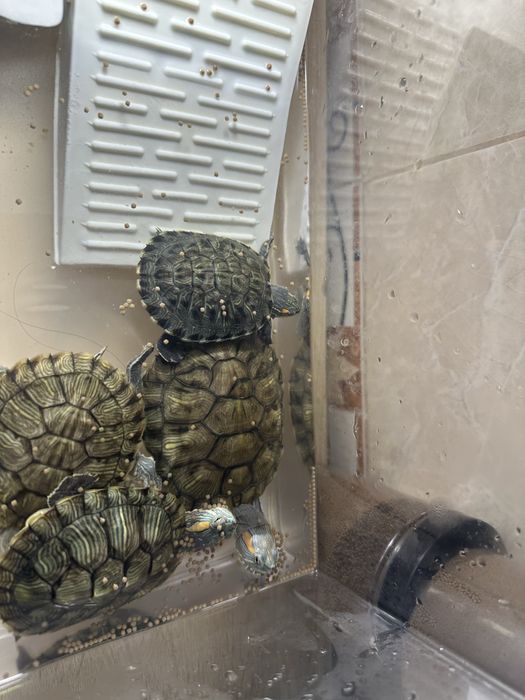 Красноухаие черепахи