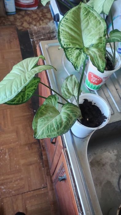 Сингониум цвете няколко броя