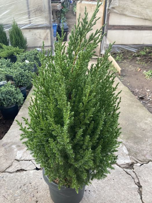 Коника ,Кипарисы,можжевельники