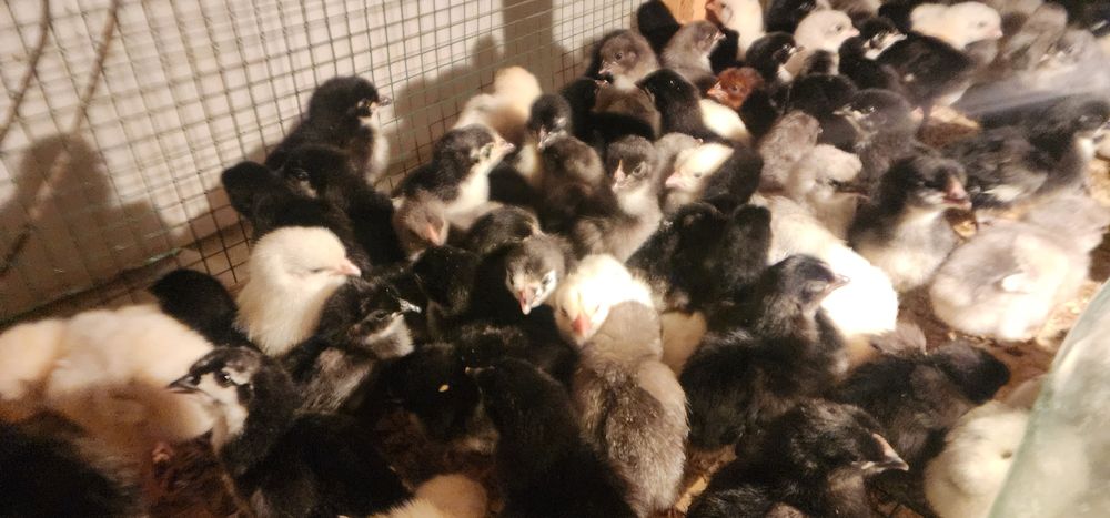 AVSTRALORP VA SENDI ZOTI Qoshilgan JOJALAR Gibrid Австрлалорп ва сенди