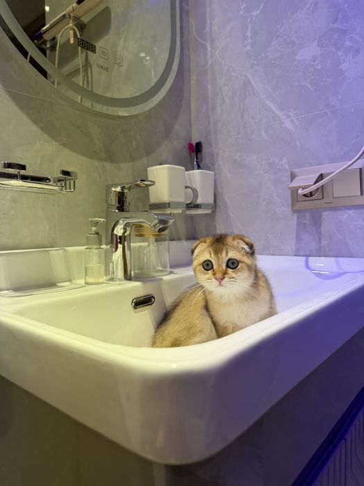 zolotaya shinshilla toza qon