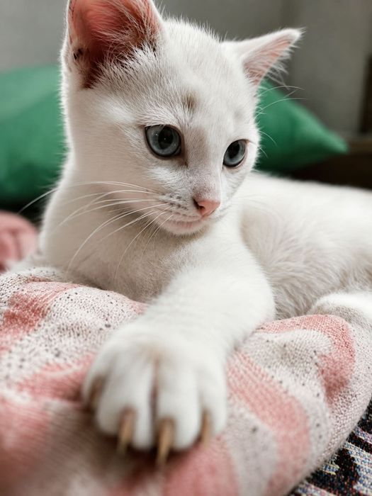 Отдам 3-х месячных котят