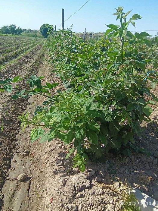 Tikansiz Maymunjon Ko'chati