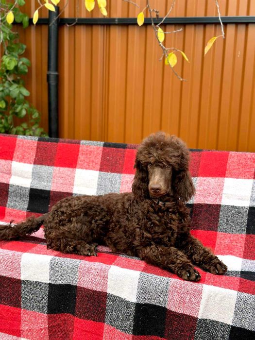 Голям кралски пудел/стандартен пудел/