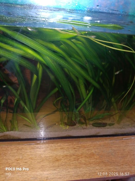 Продам гигантская валлиснерия.