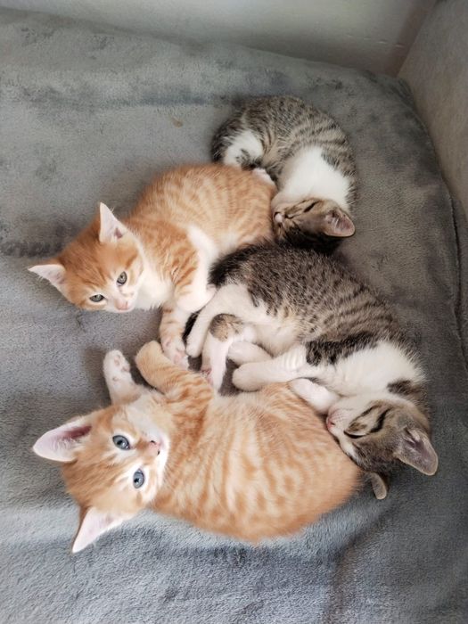 Отдам котят в добрые руки