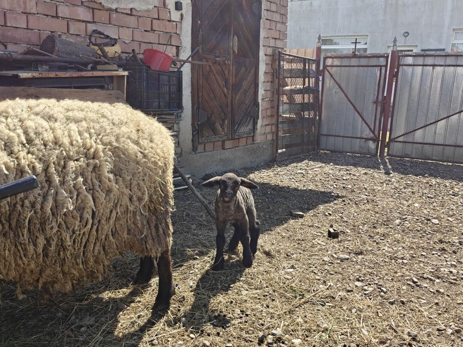 Mieluțe și berbecuți Suffolk
