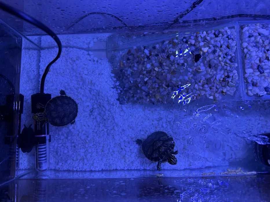 Broaste Testoase cu acvariu, filtru lampa si incalzitor