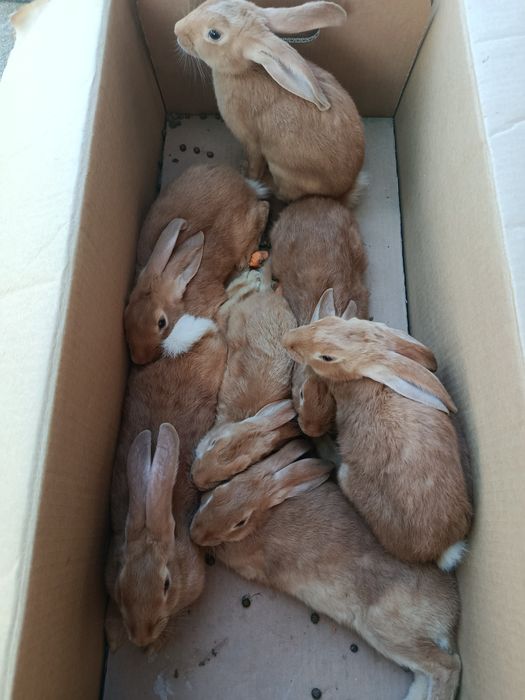 Quyonla zotli, zotsiz