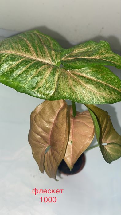 сингониумы