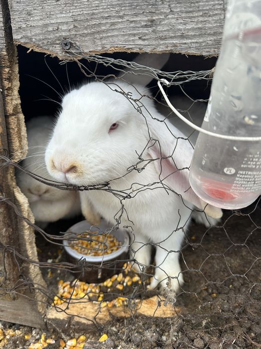 Iepuroaice faine gestante