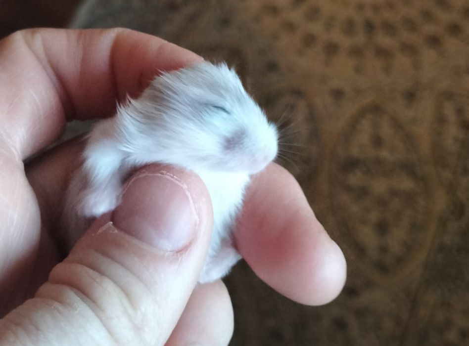 Продам хомячков -джунгариков