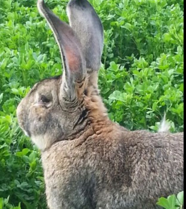 Продавам зайци порода БЕЛГИЙСКИ ВЕЛИКАН чистокръвни,цена по договаряне