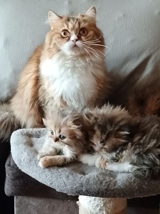 Пподаются котята хайлент страйт и хвйлент фолд