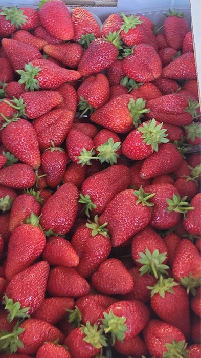 Клубника местные