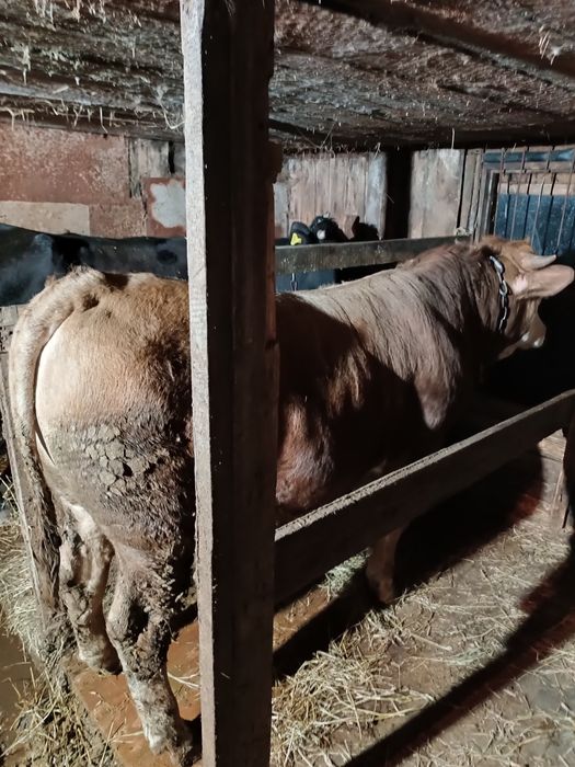 Продам Быка с откорма