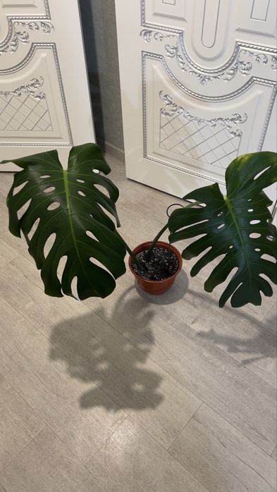 Monstera в продаже