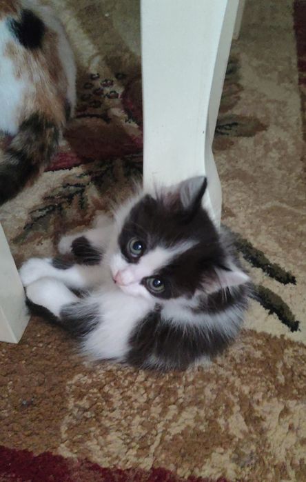 Котята в хорошие руки